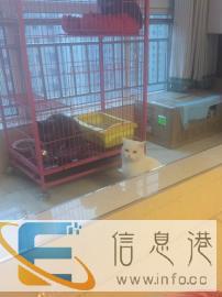 纯白英短种公借配