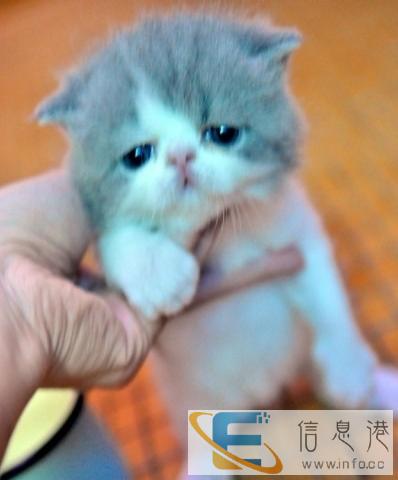 包子脸加菲猫幼猫 实物拍摄 本市可送货