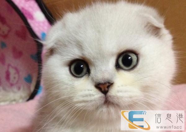 渐层猫幼猫 实物拍摄 本市可送货