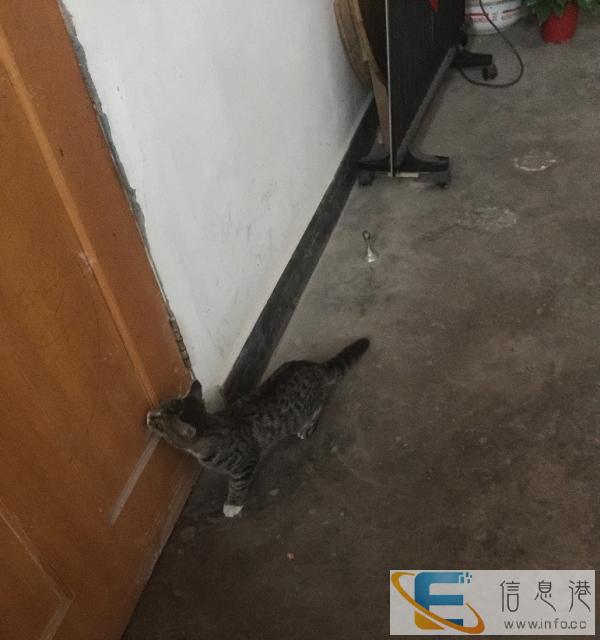 纯种梨花猫自家喂养