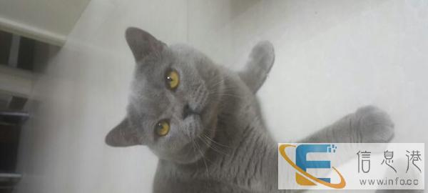 蓝猫种公对外借配