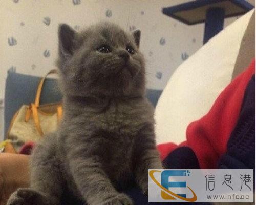 包子脸橘红眼蓝猫幼猫 实物拍摄 本市可送货