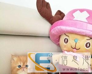 电影版加菲猫,图片就是真实的猫