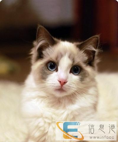 进口可爱布偶猫,包健康包纯种要的赶紧