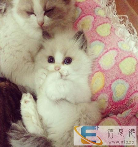 铲屎官推荐布偶猫幼猫 包健康和售后