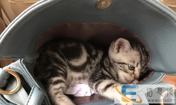 纯种虎斑找主人