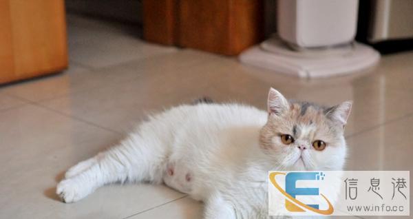 大型猫舍 品种齐全 多只可挑选 包健康 加菲猫