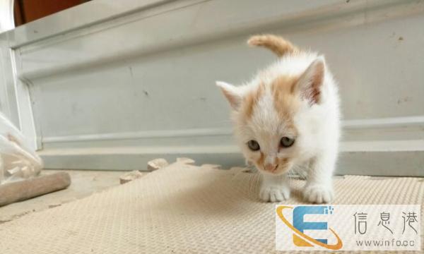 赠送家养小猫