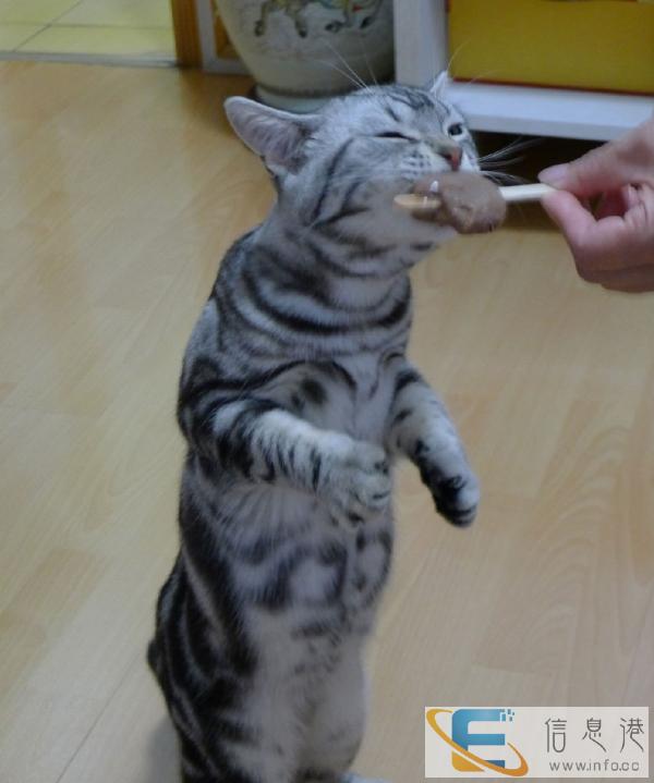 猫舍出售纯种家养 虎斑猫 品种多样 纯种健康 可 刷卡