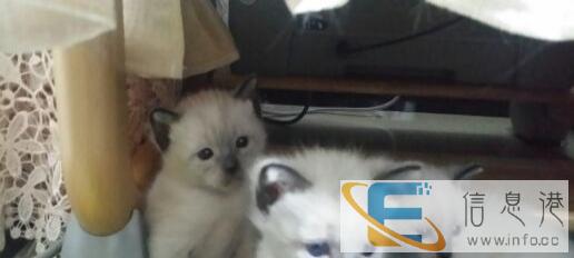 韩国纯种暹罗猫,猫妈猫爸有入境海关检验检疫单据为证