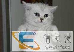 大型猫舍 品种齐全 多只可挑选 包健康渐层猫
