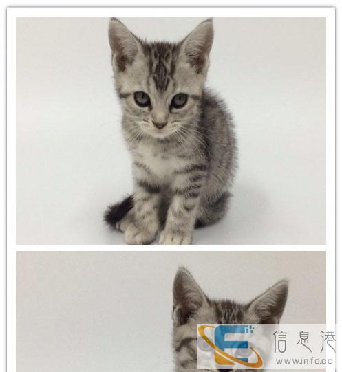 赛级长毛银渐层金吉拉猫品相好价格合理包售后终生咨询