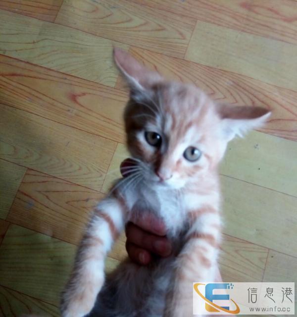 家养小猫免费赠送