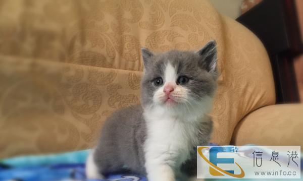 超萌蓝猫,健康活泼