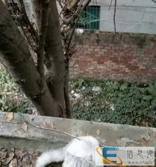 金吉拉男猫免费找女朋友