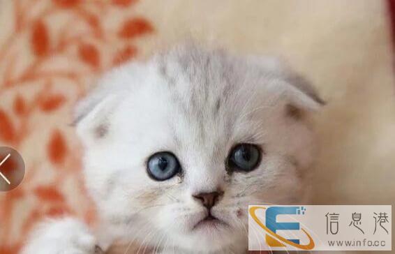 萌宠猫舍、纯种折耳宠物猫 聪明敏捷 善解人意 健康包售后