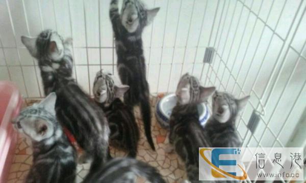 美国短毛猫 虎斑猫,然而它不怕生,感情丰富,很喜欢和人亲热
