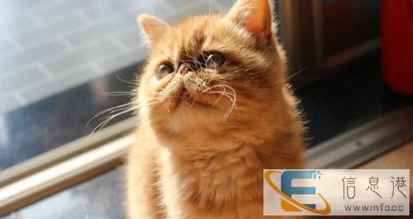 我们只繁育能给您带来快乐的小天使 蓝猫 布偶 金吉拉