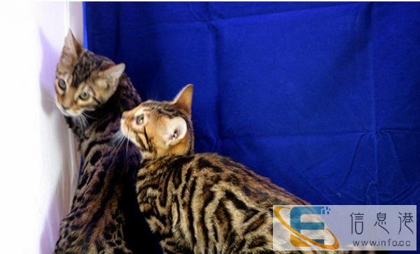 较棒的猫咪在这 他们都选这家 精品虎斑 有口皆碑