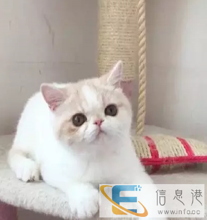 猫舍出售纯种英短蓝猫短毛猫美短加白加菲猫支持上门
