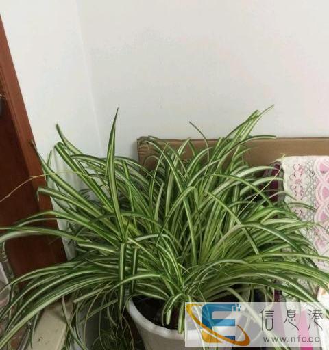 特大花盆转让,带花