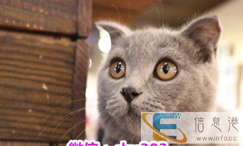 可送选 有特价蓝猫 渐层 虎斑 买就送全套用品