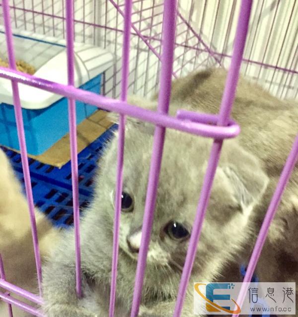 家养英短折耳可上门挑选市内可送上门