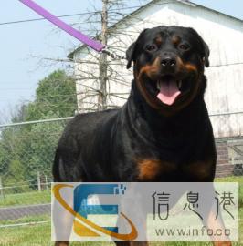 各类宠物狗种公借配包回收小狗包中