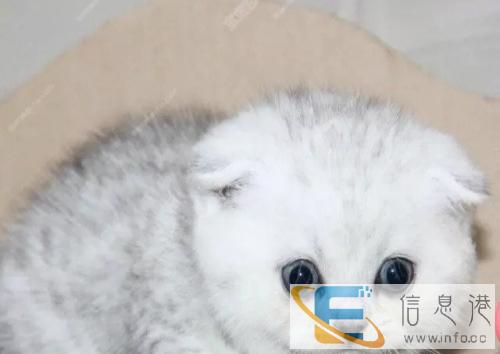 纯种折耳小猫咪多窝可以选择弟弟妹妹都有随时上门挑选