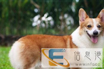 全柳州种公较好较专业的实体店借配种价钱较便宜包回收