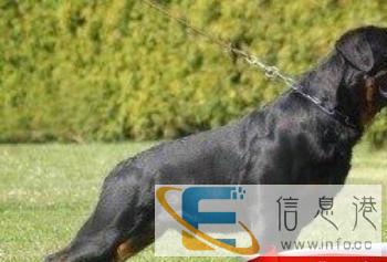 全柳州较专业较多宠物狗种公的实体店借配