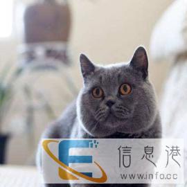 柳州实体店各类宠物猫借配包中包回收小猫