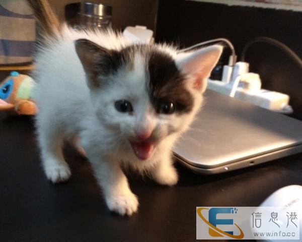 家猫 面相很漂亮 2个月大 因为舍友不想养所以转让