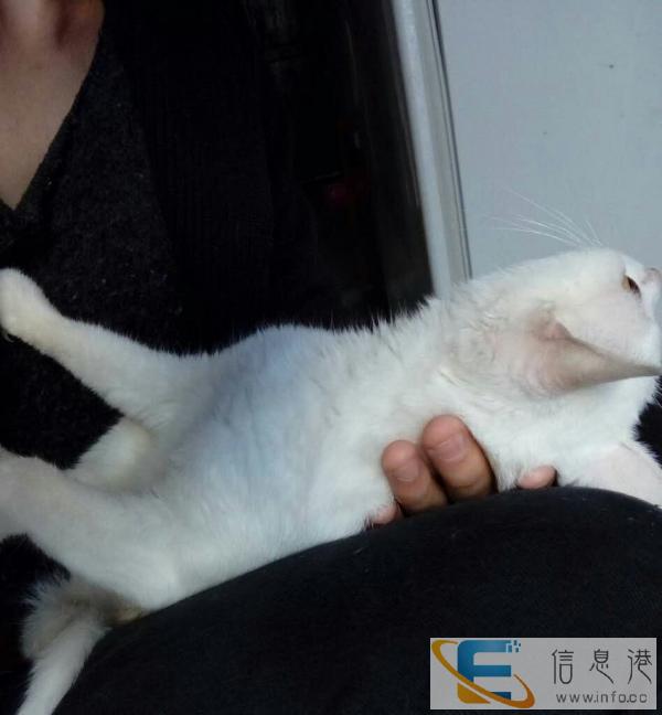 赠送可爱小白猫啦