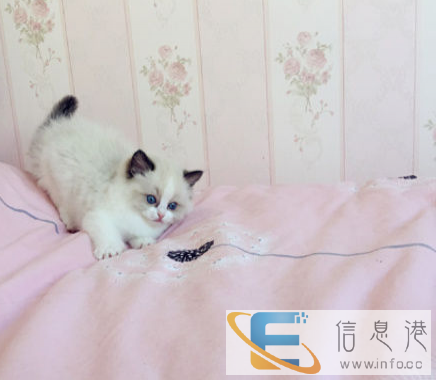 猫舍出售纯种家养 布偶猫 品种多样 纯种健康