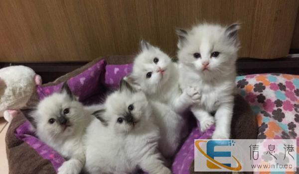 布偶猫 个性活泼而友善 猫生性随和,而且活泼可爱