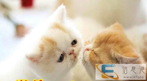 出窝加菲猫 金吉拉 布偶猫 蓝猫 折耳猫 全国包邮