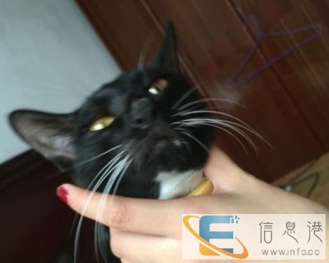 挪威森林,没时间照顾价格面议