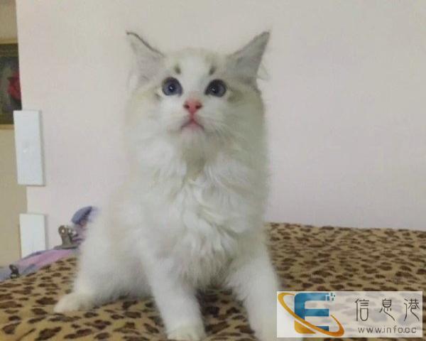 布偶猫,被毛短而密的绒毛,毛质柔软而富有弹性