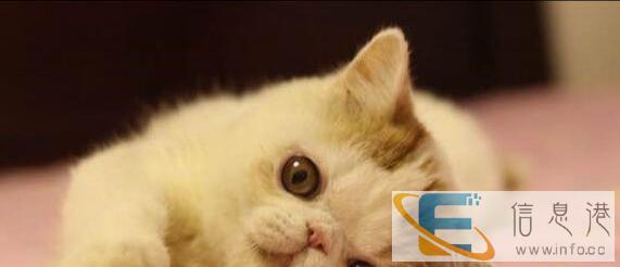 出生3个月零19天的加菲猫2只