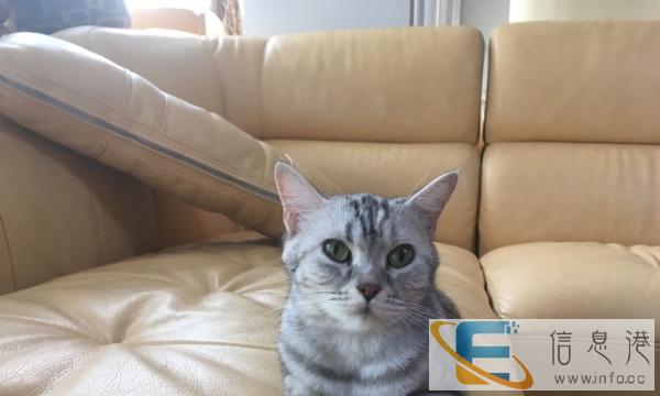 自家养美短第一胎便宜出售