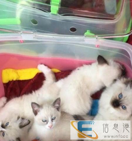 纯种布偶猫哪有卖海豹双色蓝双都有公母都有