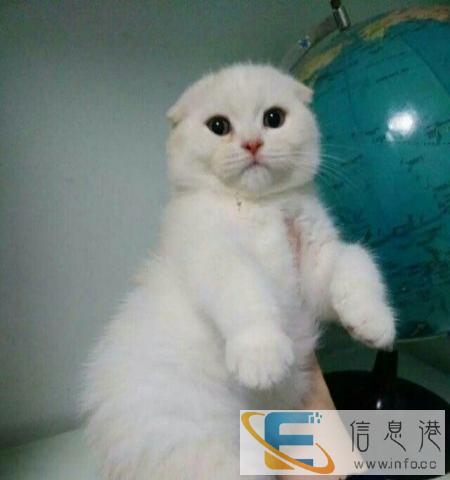 可送猫上门CFA苏格兰折耳猫宠物猫纯种短毛蓝猫活体