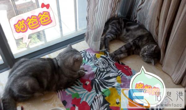 本人养的纯种美国短毛猫生宝宝了