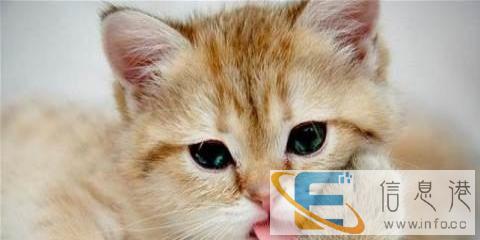 求赠送一只小猫咪