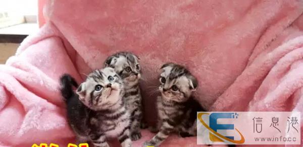 各种可爱 精品 金吉拉布偶蓝猫加菲等 快来看看吧