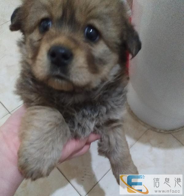 自家下的小狗赠送