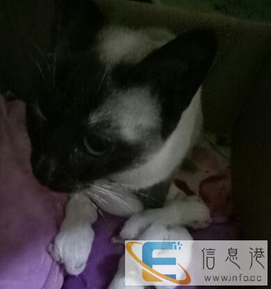 泰国暹罗猫幼崽,现接受预定