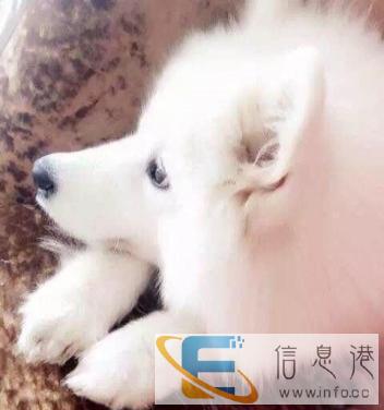 宠物赠送,找好心善良美女领养