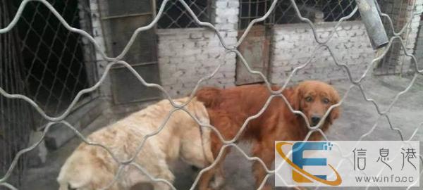 两大金毛超级种公对外配种